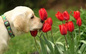 28456-Dog-Sniffing-Flowers