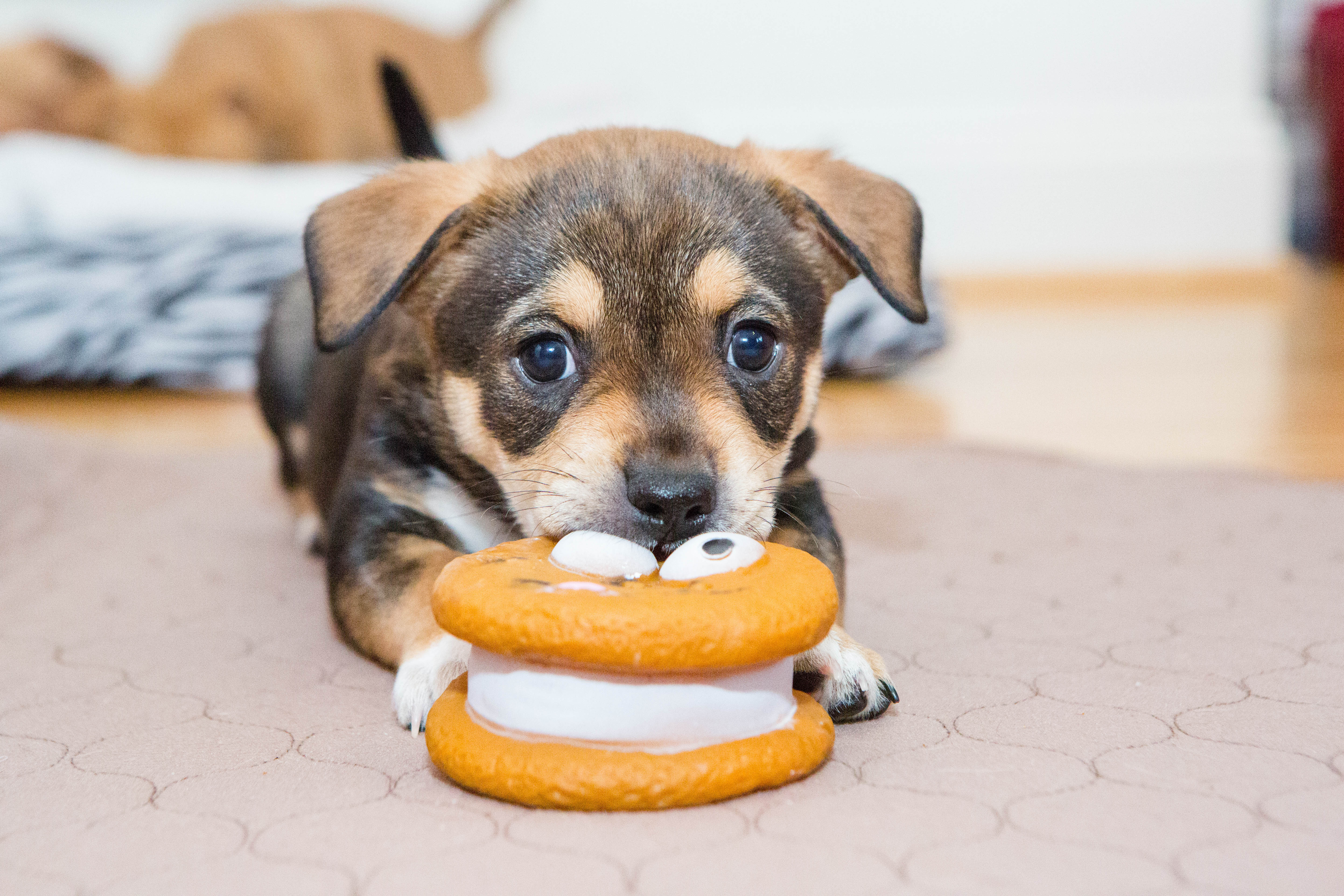 puppy with babies toy