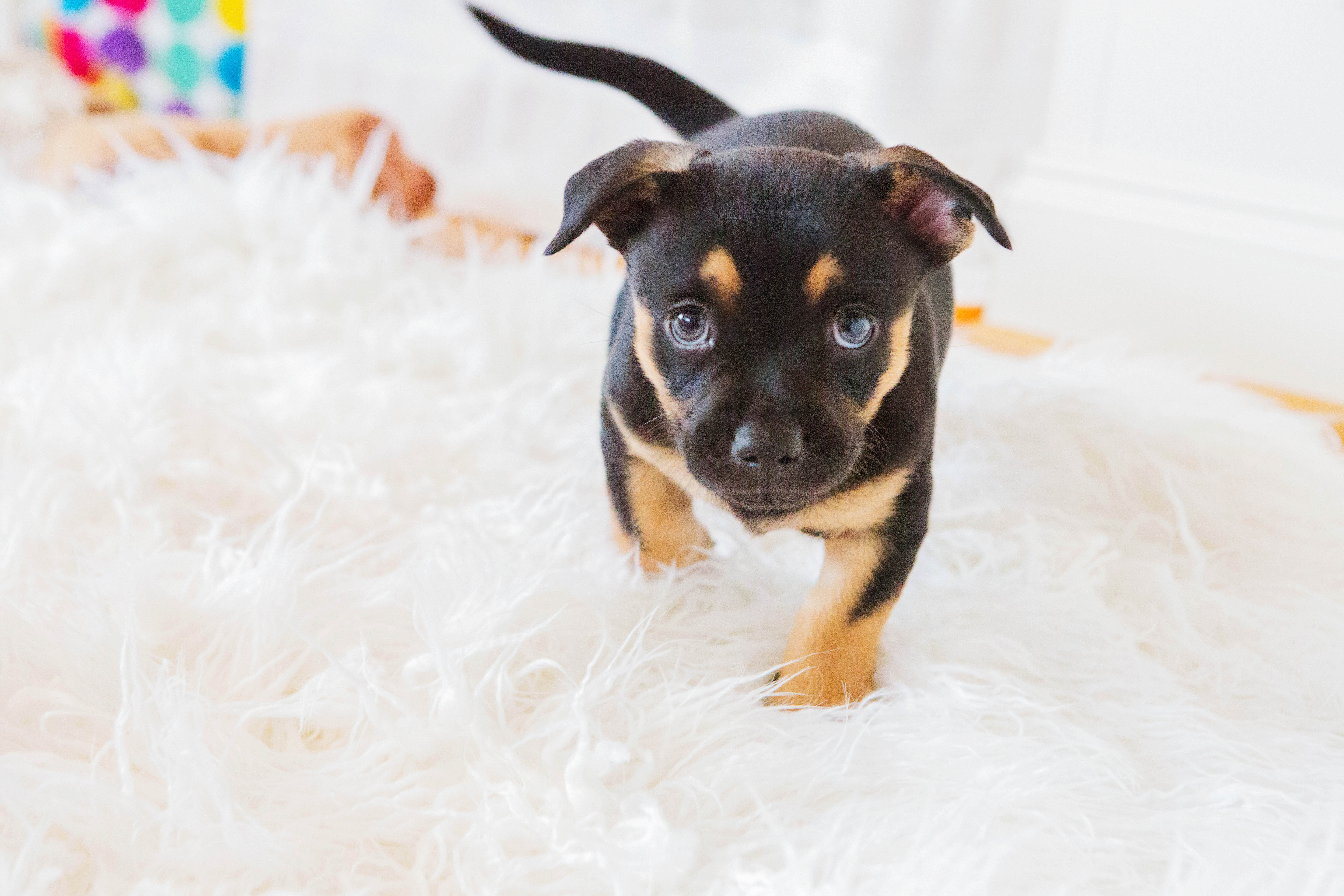 fluffy puppy walking puppy